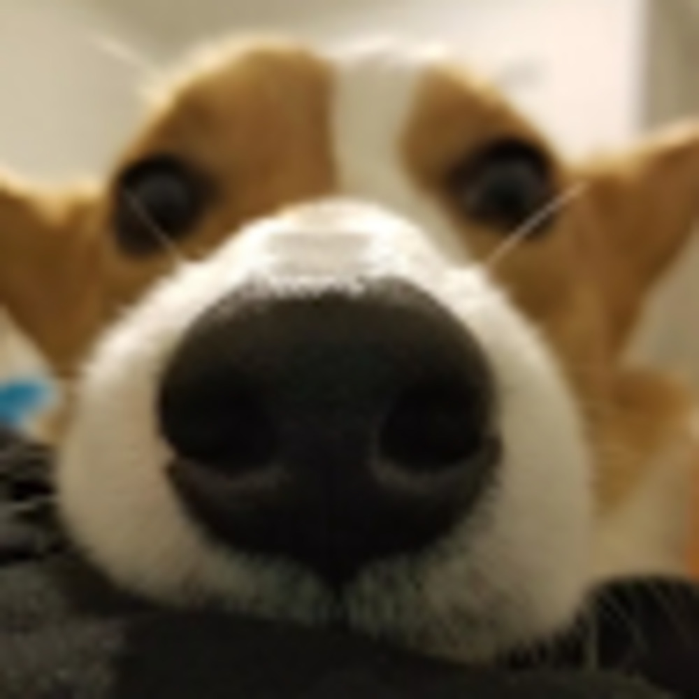 Meet your Posher, Kya